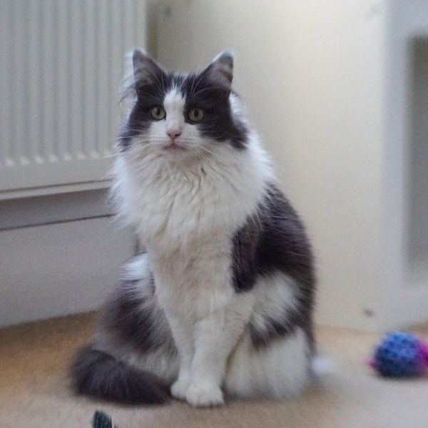 Views on whether it's become difficult to find a nice moggy