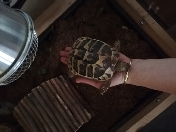 Does anyone own a tortoise?