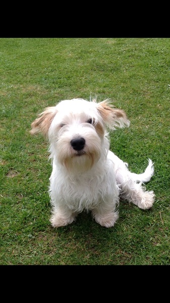 Your favourite dog breed?