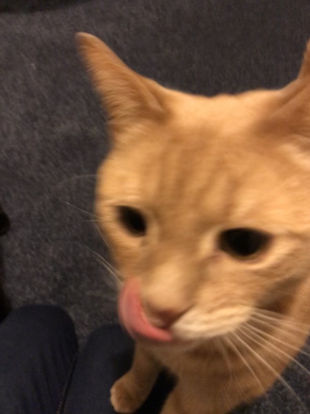 Weird cat advert anyone?