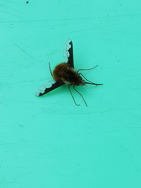 Any idea what this wee beastie is?