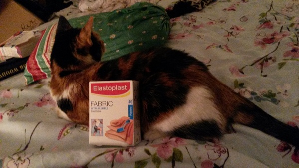 Your cat's favourite baked potato filling - testers here