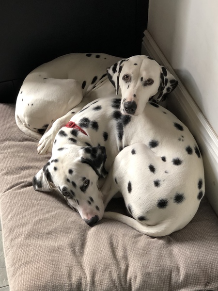 Your favourite dog breed?