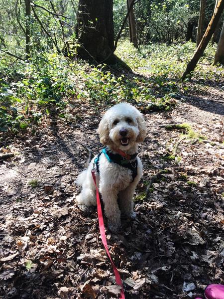 Do cavalier King Charles shed a lot?