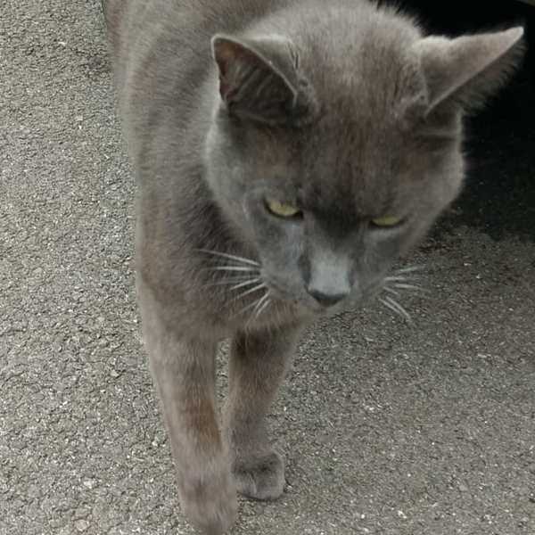 terrorised by a cat