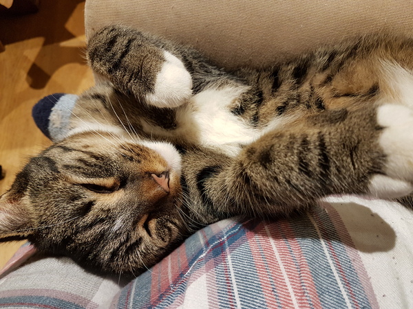Cats or Dogs, if only on species could survive?
