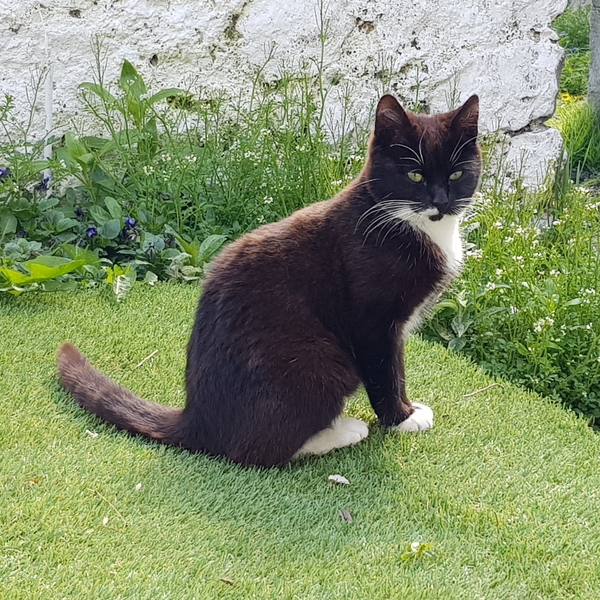 I think my cat's been taken by pest control