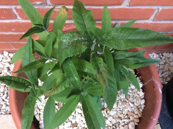 Is this a pest? Or a disease? Buddleja