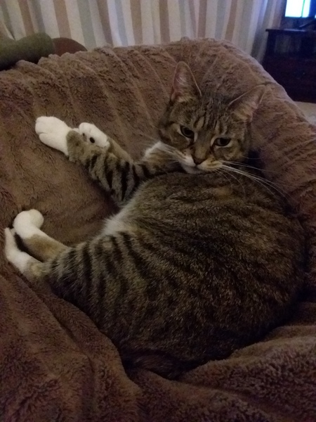 What's your DCat up to today? (Thread 7!)