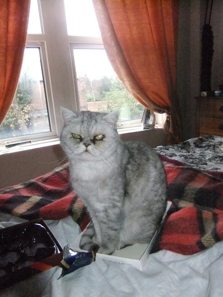 Cats or Dogs, if only on species could survive?