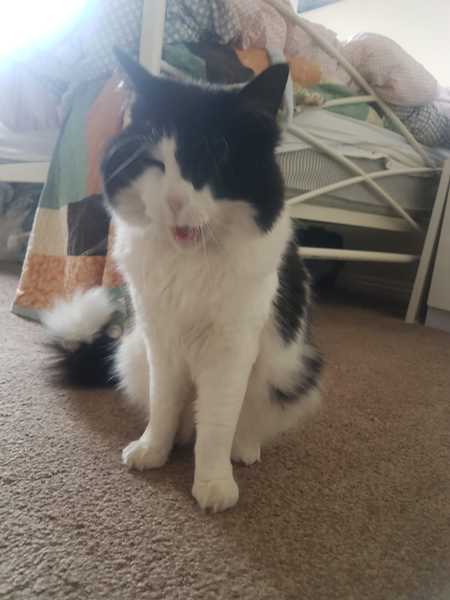 I want a cat, but how do I make sure I get one that’s not an arsehole?