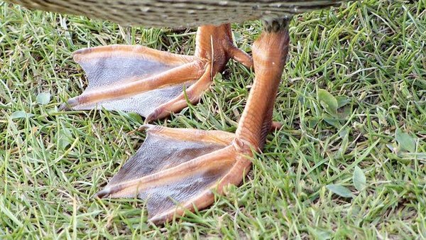 Let's see your non hideous sandals then!