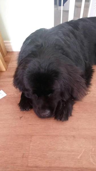 General Dog Chat 5