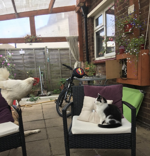 Hens stopped laying