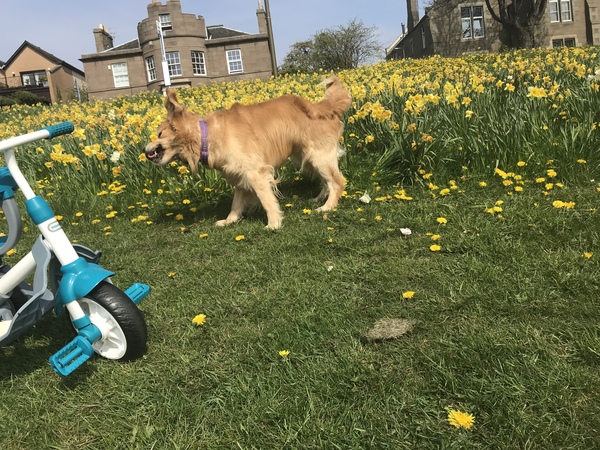 A lovely thread full of dog photos in the sun