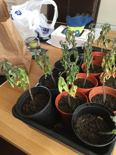 Are my tomato plants beyond saving ? Please help🍅 😕