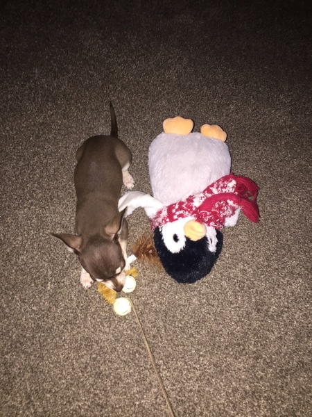 Found an adder 🐍 in the garden today