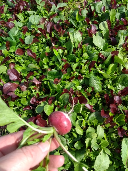 Allotment?Veg Patch Thread 13! Are we weathering the weather?