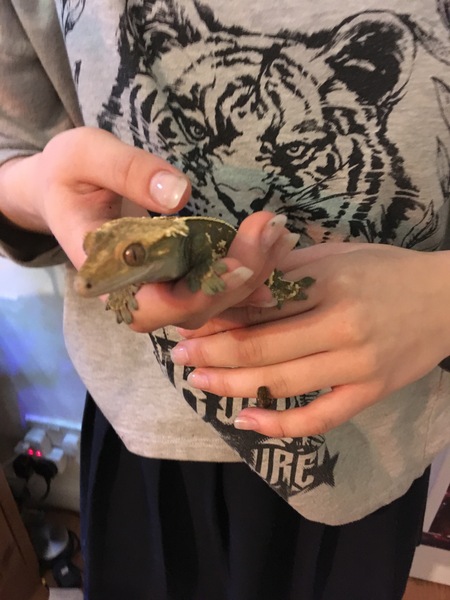 to ask for help in picking a pet. Lots of criteria.