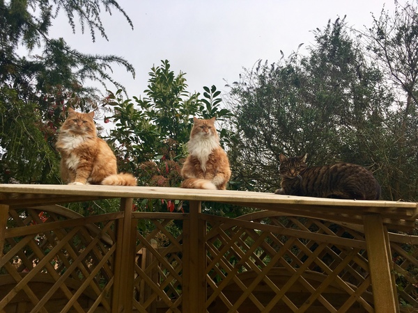 My Cats and Their Best Buddy