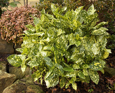 Shrub for shady corner- recommendations please