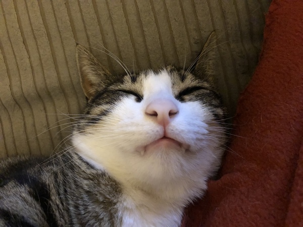 Cats or Dogs, if only on species could survive?