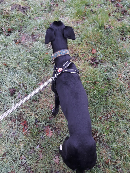 Rescue lurcher feeding - still quite skinny!