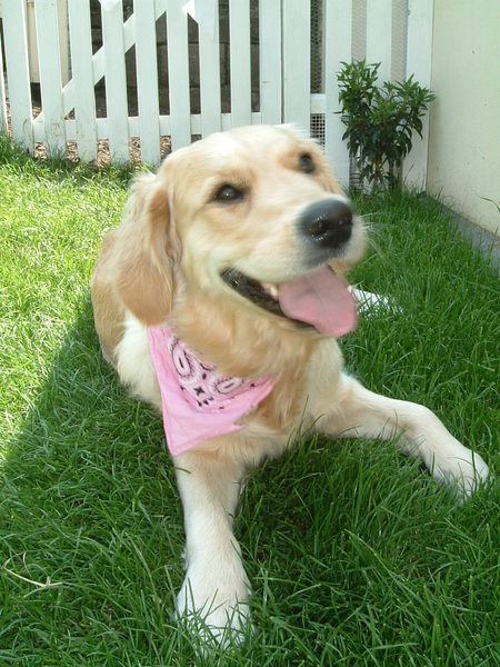 Your favourite dog breed?