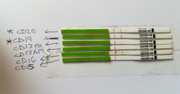 Positive OPK?