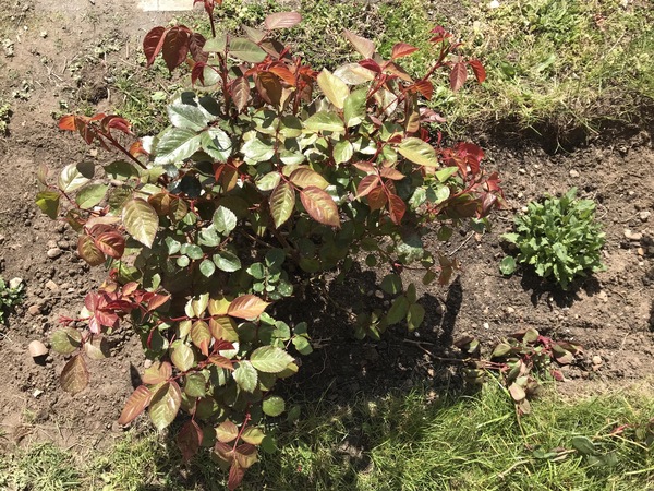 How can I help my damaged roses recover?