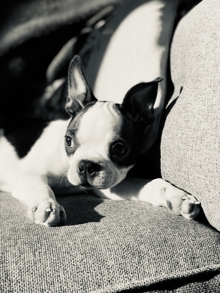 A lovely thread full of dog photos in the sun