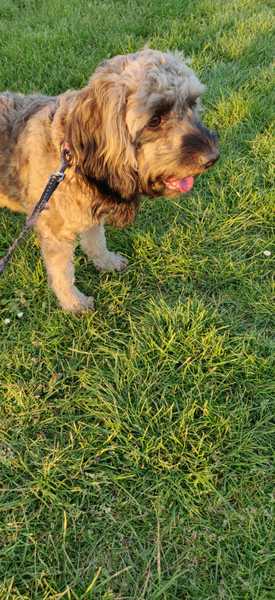 A lovely thread full of dog photos in the sun
