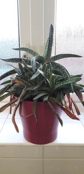 Is this plant dead? See pic