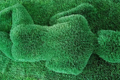 Creepy Wheatgrass *warning* pictures