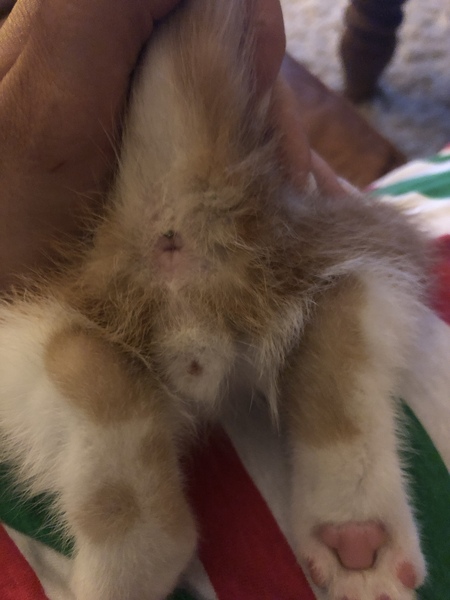 Is my cat male? (Pic included)