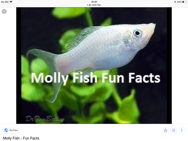 Anyone know what fish this is?