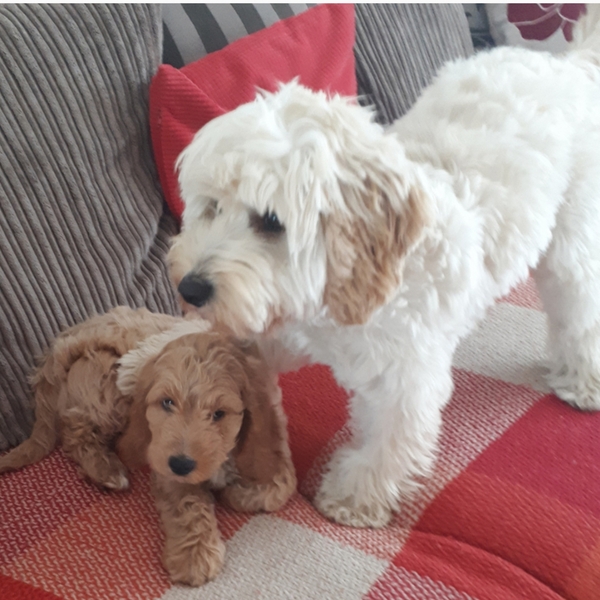 Your favourite dog breed?
