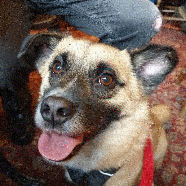 Show me your dog