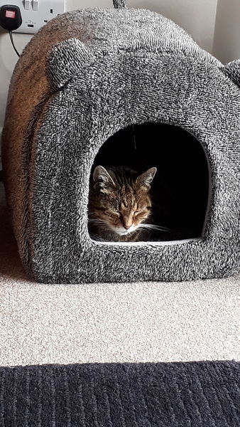 How did you meet your cat(s)?