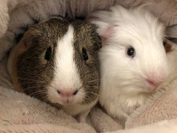 I'm thinking of getting guinea pigs. Please educate me!