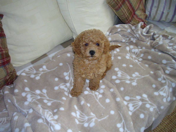 After my last thread, I have actually got a puppy. Help!