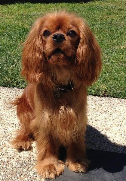 Your favourite dog breed?