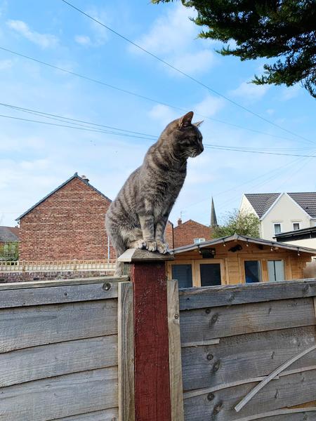 Westminstenders: The May Compromise