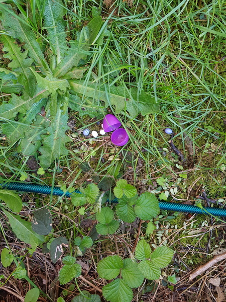 Easter egg hunt - how early is too early?