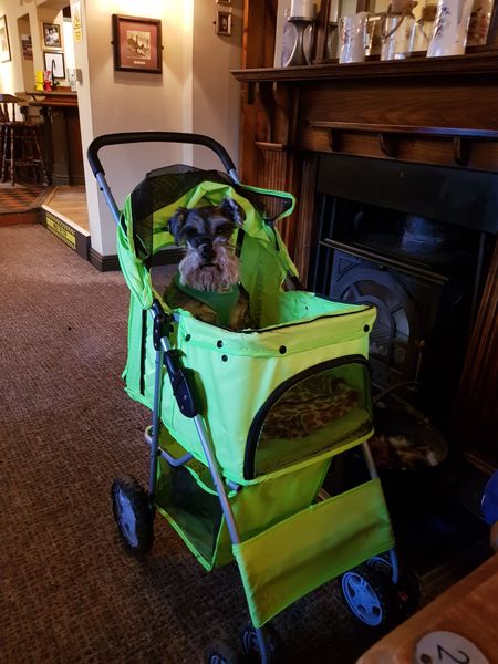 Why do you think we love our pets so much?