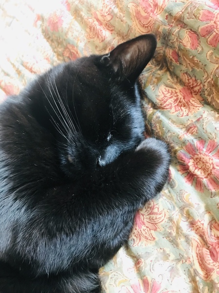 What's your DCat up to today? (Thread 7!)