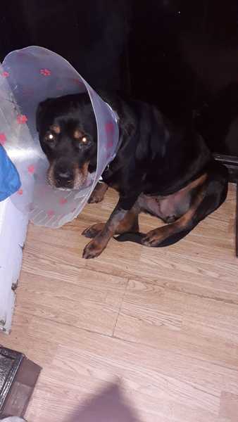 Cancer survivor