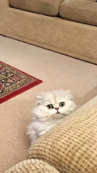 Since there is a rag doll thread, we need a Persian thread!