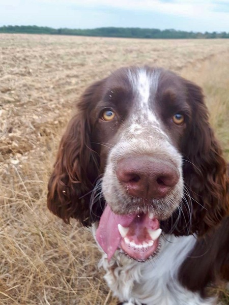 Your favourite dog breed?