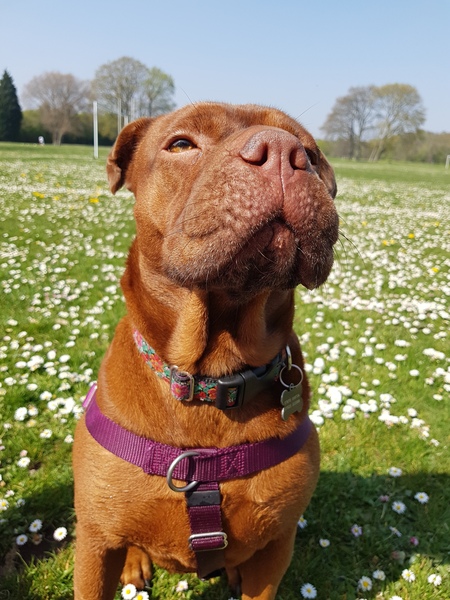 A lovely thread full of dog photos in the sun